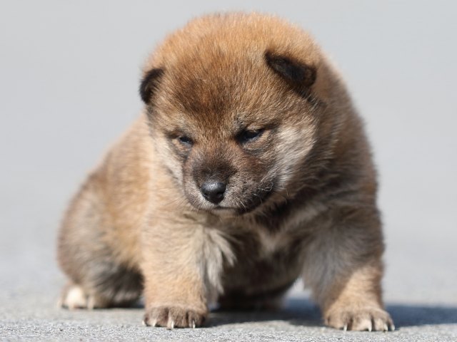 FP5A0154-puppy FP5A0154-puppy