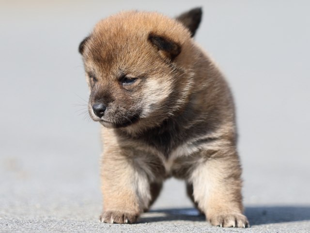 FP5A0168-puppy FP5A0168-puppy