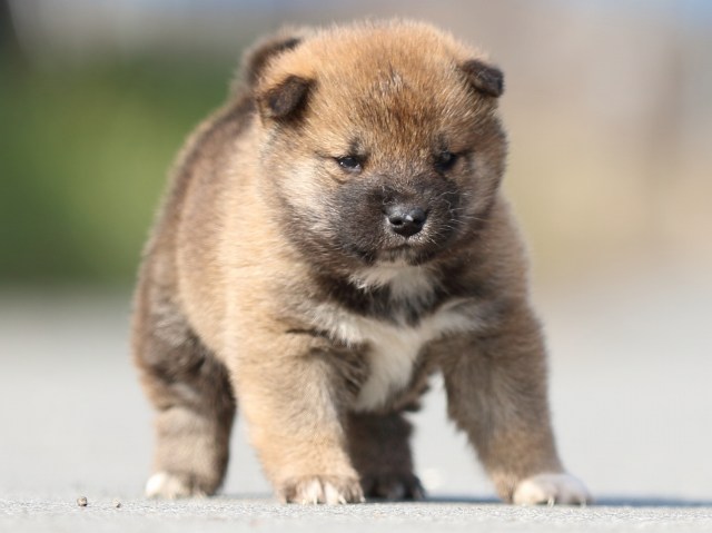 FP5A0221-puppy FP5A0221-puppy
