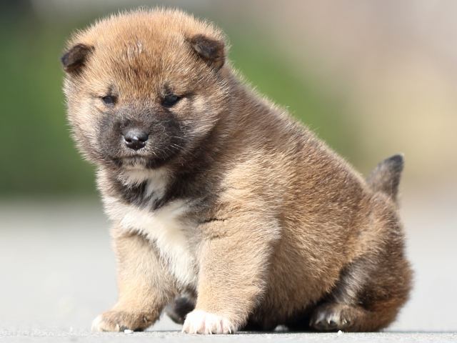 FP5A0229-puppy FP5A0229-puppy