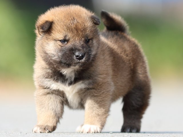 FP5A0235-puppy FP5A0235-puppy
