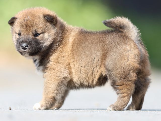 FP5A0241-puppy FP5A0241-puppy
