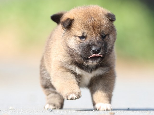 FP5A0258-puppy FP5A0258-puppy