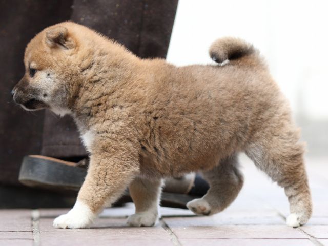 FP5A0402-puppy FP5A0402-puppy