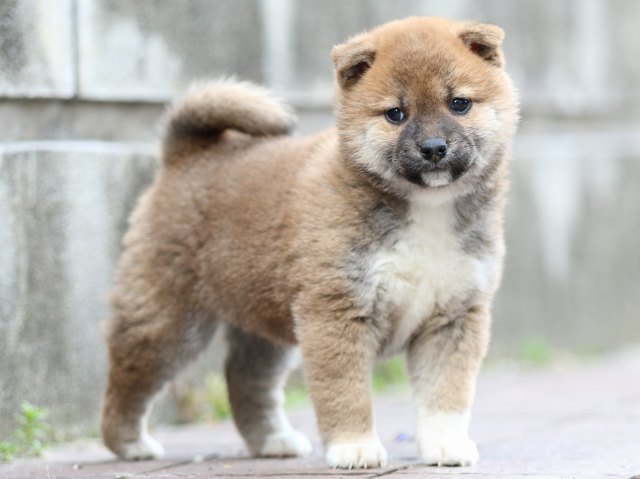FP5A0430-puppy FP5A0430-puppy