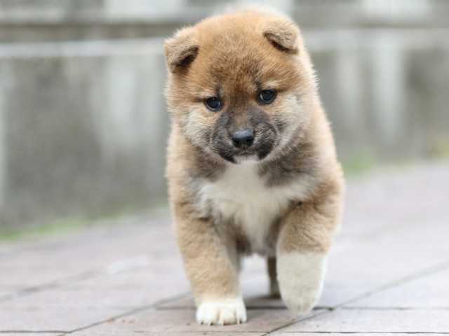FP5A0450-puppy FP5A0450-puppy
