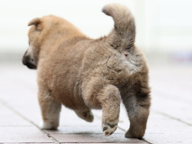 FP5A0456-puppy FP5A0456-puppy