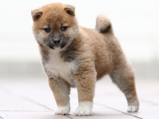 FP5A0488-puppy FP5A0488-puppy