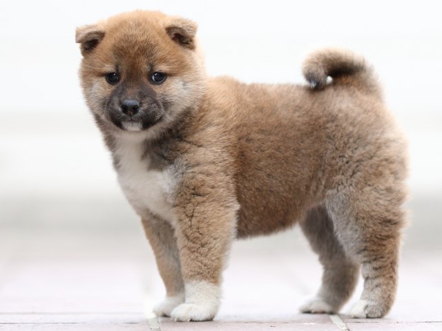 FP5A0528-puppy FP5A0528-puppy