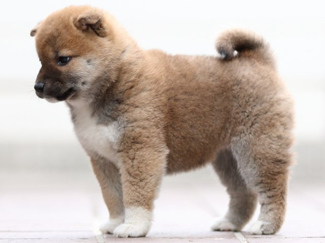 FP5A0531-puppy FP5A0531-puppy
