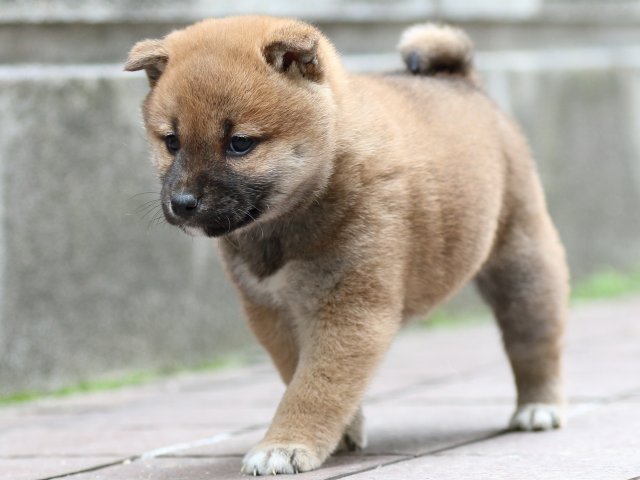 FP5A0608-puppy FP5A0608-puppy