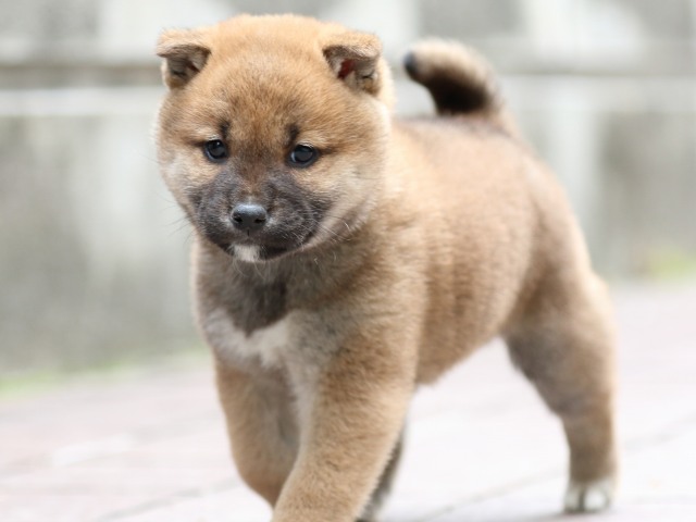 FP5A0647-puppy FP5A0647-puppy