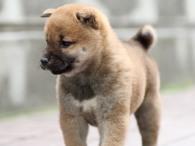 FP5A0652-puppy FP5A0652-puppy
