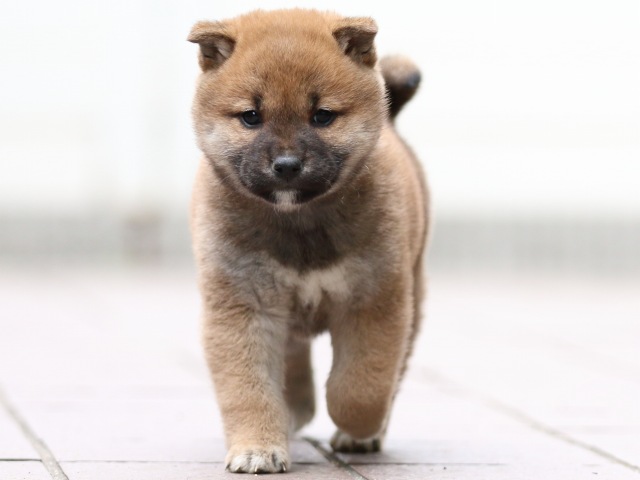 FP5A0673-puppy FP5A0673-puppy