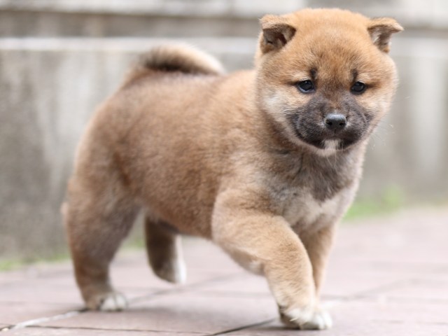 FP5A0717-puppy FP5A0717-puppy
