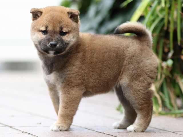 FP5A0739-puppy FP5A0739-puppy