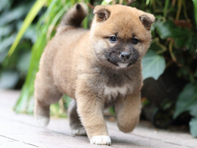 FP5A0869-puppy FP5A0869-puppy
