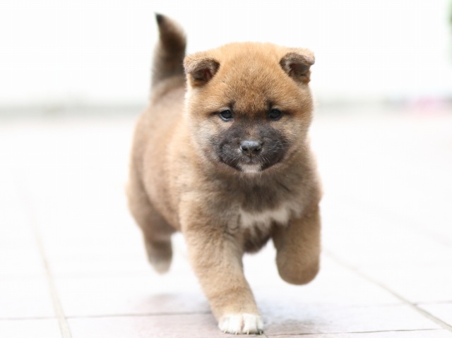 FP5A0901-puppy FP5A0901-puppy