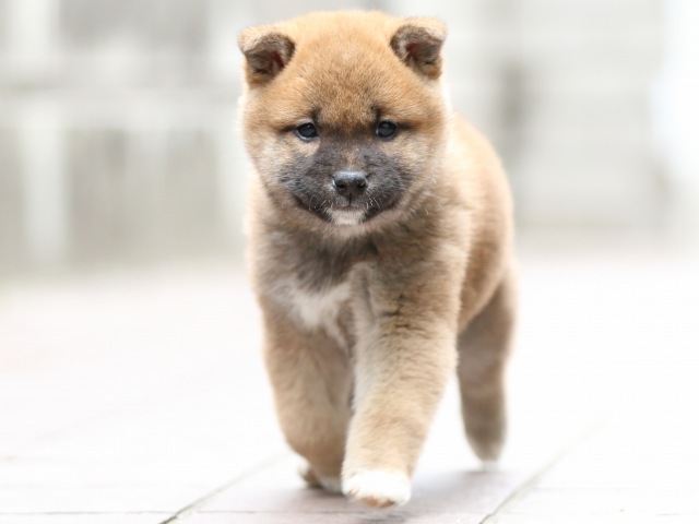 FP5A0913-puppy FP5A0913-puppy