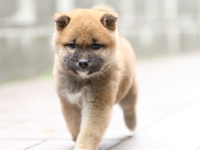 FP5A0921-puppy FP5A0921-puppy