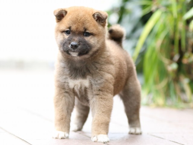 FP5A0944-puppy FP5A0944-puppy