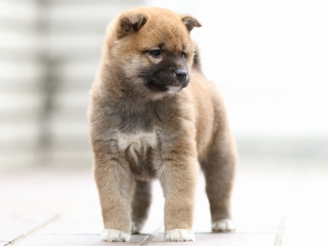 FP5A0959-puppy FP5A0959-puppy