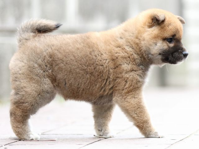 FP5A0984-puppy FP5A0984-puppy
