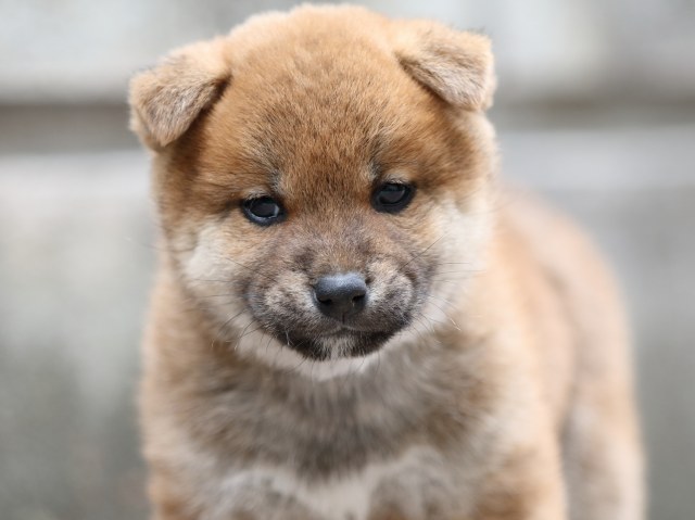 FP5A1037-puppy FP5A1037-puppy