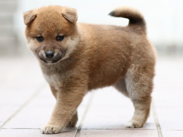 FP5A1077-puppy FP5A1077-puppy