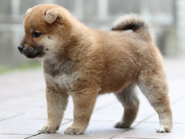 FP5A1082-puppy FP5A1082-puppy