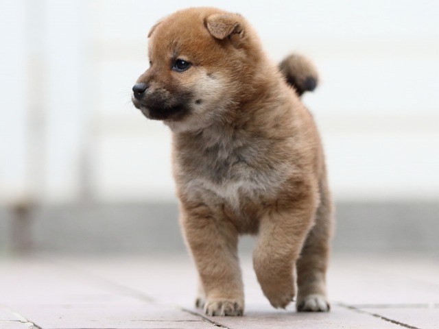 FP5A1089-puppy FP5A1089-puppy