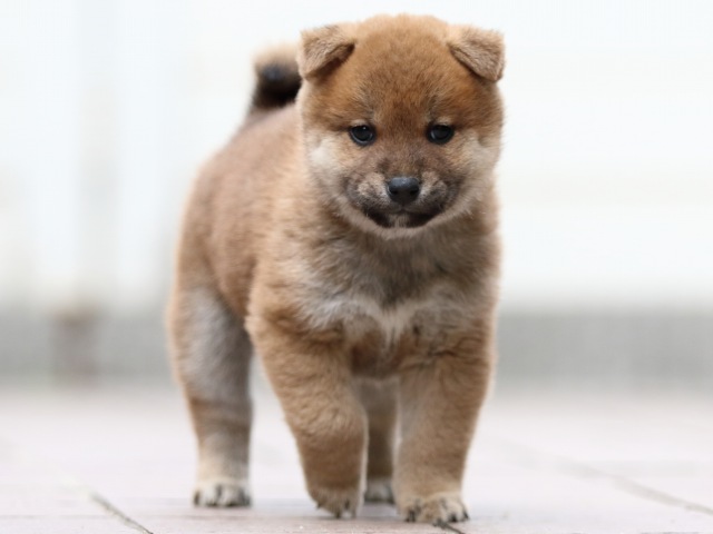 FP5A1096-puppy FP5A1096-puppy