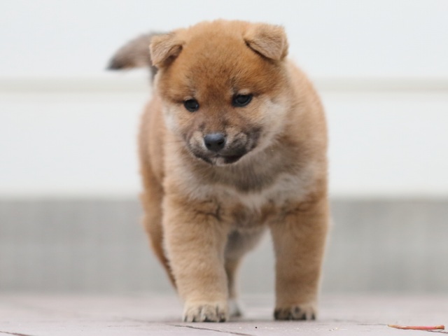 FP5A1168-puppy FP5A1168-puppy