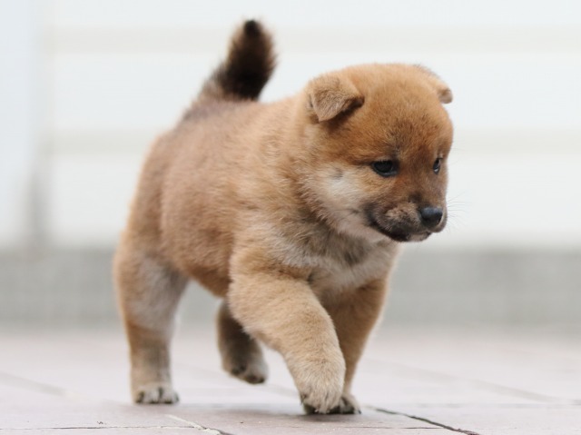 FP5A1182-puppy FP5A1182-puppy