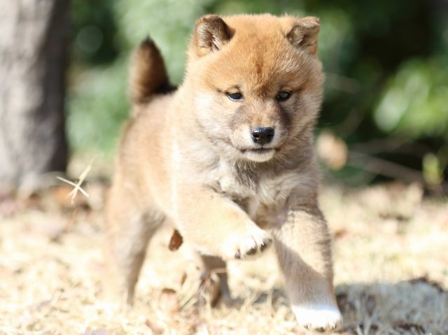 FP5A1267-puppy FP5A1267-puppy