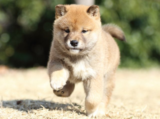 FP5A1281-puppy FP5A1281-puppy