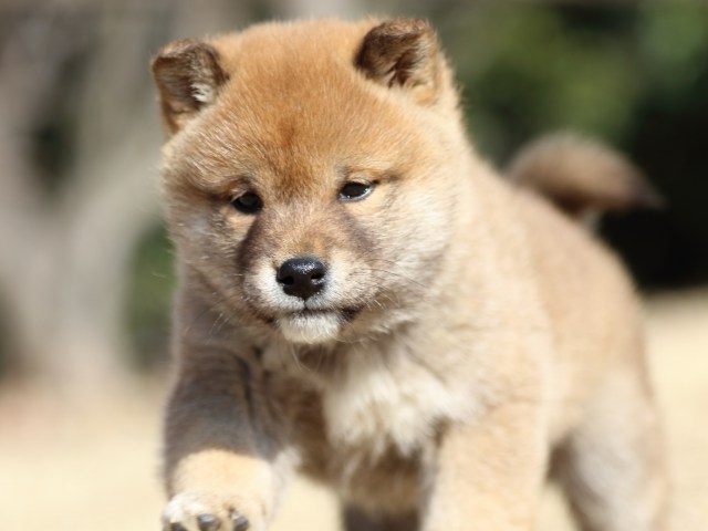 FP5A1287-puppy FP5A1287-puppy