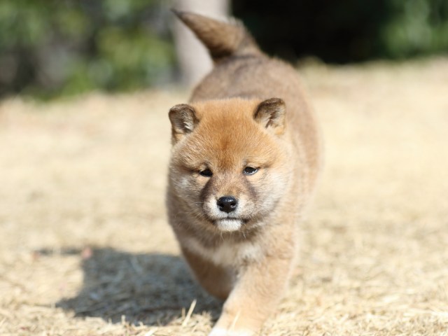 FP5A1298-puppy FP5A1298-puppy
