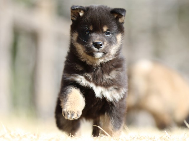 FP5A1316-puppy FP5A1316-puppy