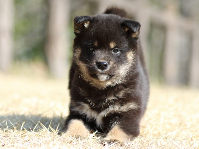 FP5A1325-puppy FP5A1325-puppy