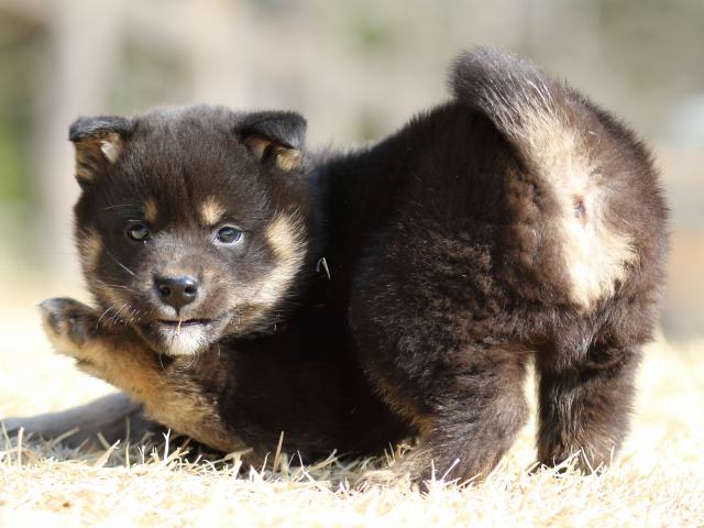 FP5A1336-puppy FP5A1336-puppy