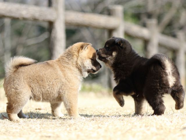 FP5A1367-puppy FP5A1367-puppy