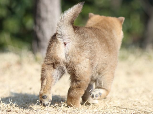 FP5A1393-puppy FP5A1393-puppy