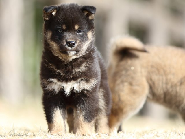 FP5A1396-puppy FP5A1396-puppy