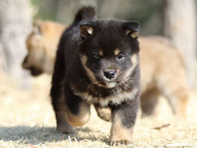 FP5A1430-puppy FP5A1430-puppy