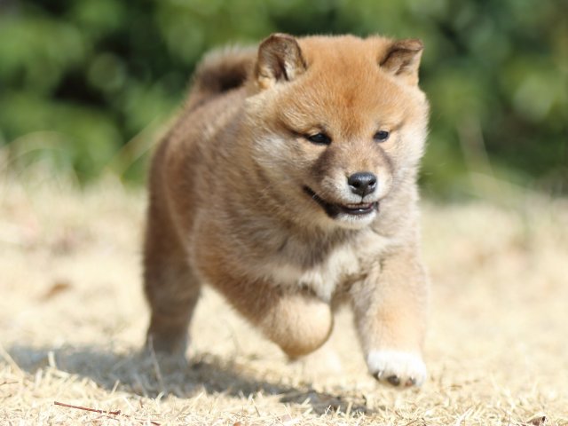 FP5A1443-puppy FP5A1443-puppy
