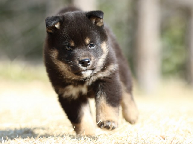 FP5A1458-puppy FP5A1458-puppy