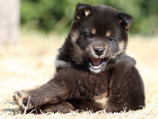FP5A1466-puppy FP5A1466-puppy