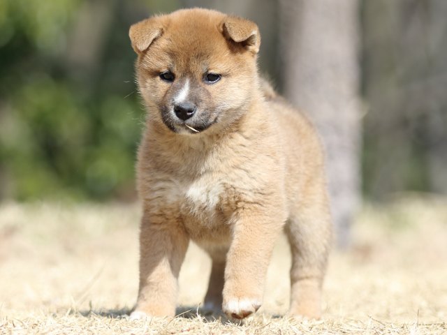 FP5A1593-puppy FP5A1593-puppy