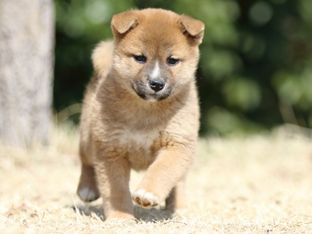 FP5A1611-puppy FP5A1611-puppy
